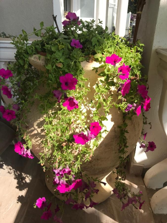 Guesthouse Oaza Emi Dobra Voda Εξωτερικό φωτογραφία