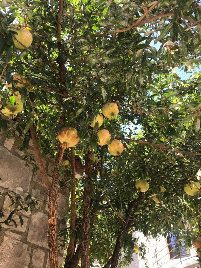 Guesthouse Oaza Emi Dobra Voda Εξωτερικό φωτογραφία